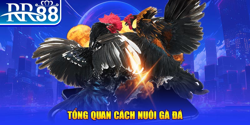 sunwin 19 VA Điện Tử