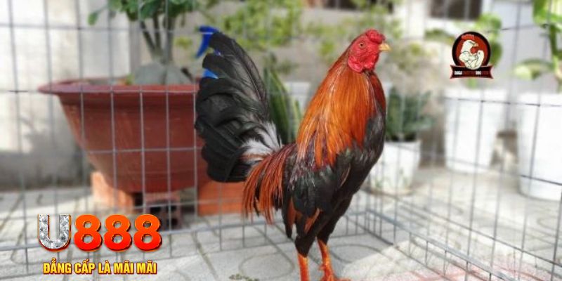 sunwin 19 casino máy tính